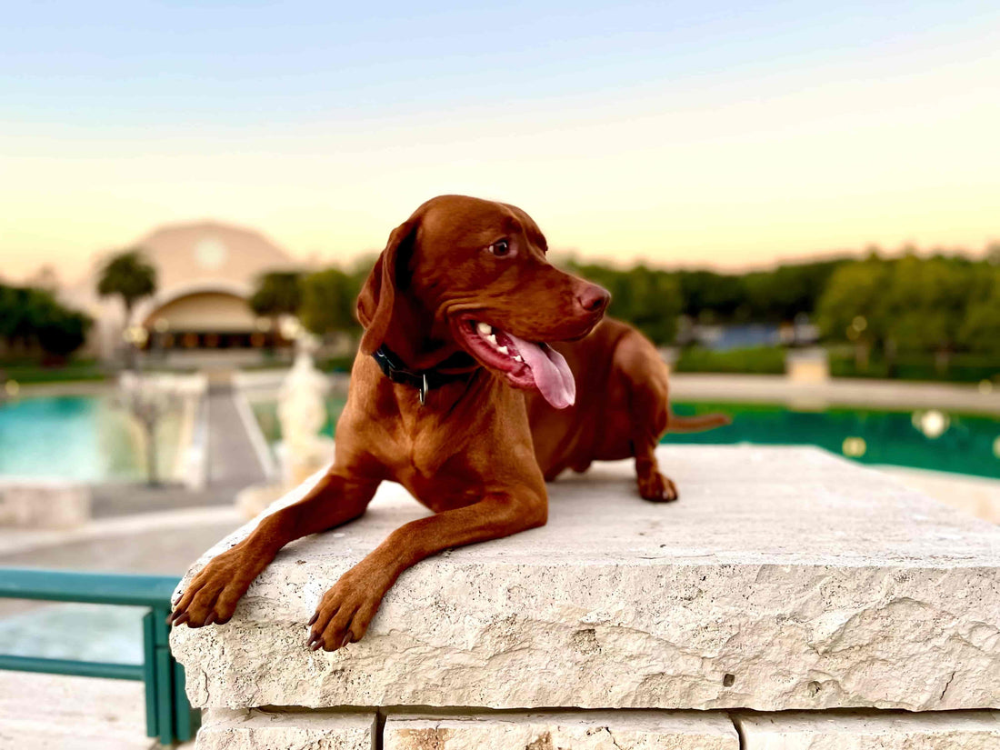 Dog Wellness, Delivered: Building the Organic Future of Doggo Sessions