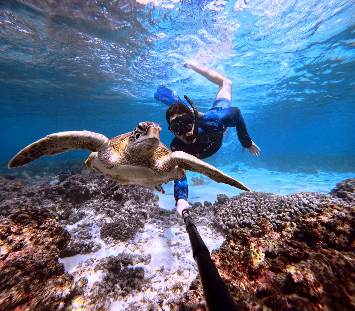 Turtle and snorkeler in shallow crystal clear water